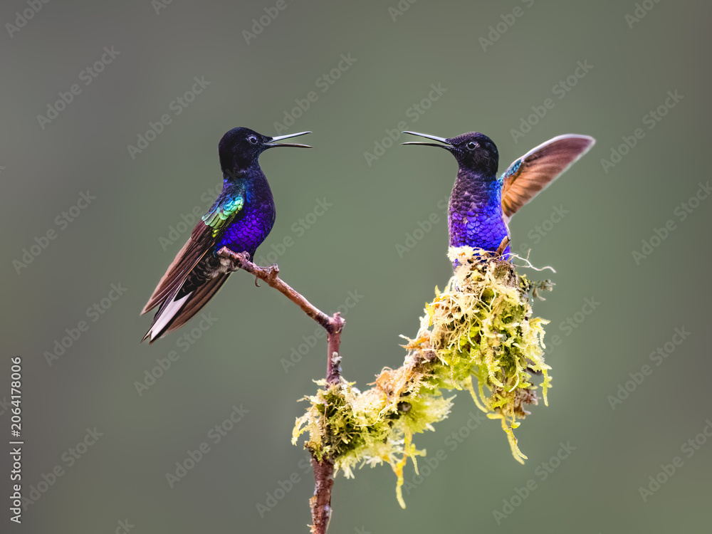 Obraz premium Pair of Velvet-purple Coronet Hummingbirds Interacting on Mossy Branch