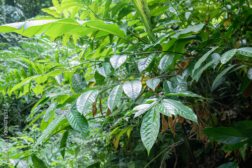 Glossy tropical leaves in dense green jungle understory. Botanical foliage closeup for natural design background. Fresh rainforest plants with vibrant leaf texture