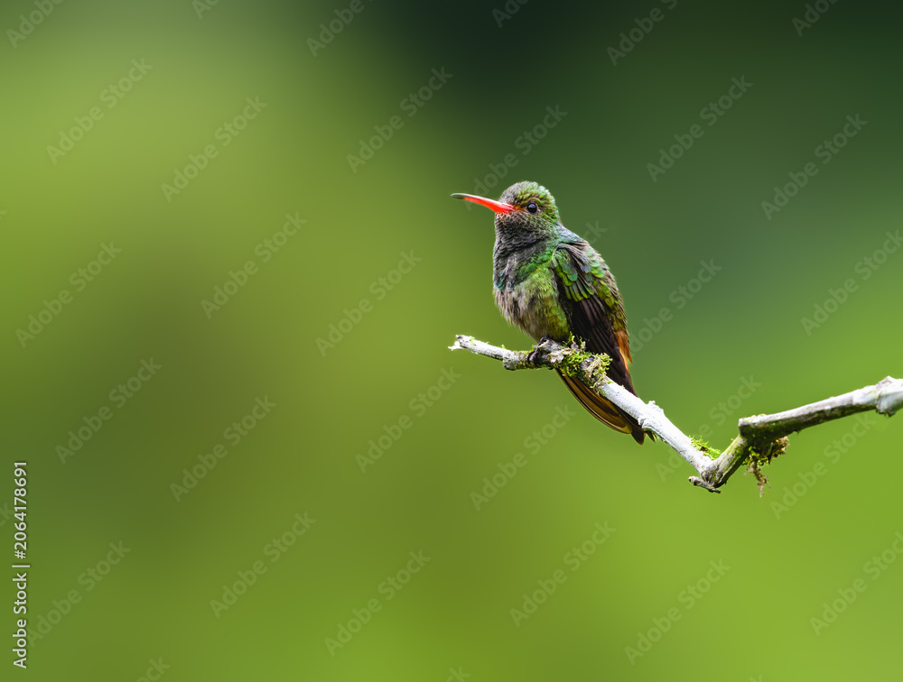 Obraz premium Rufous-tailed Hummingbird Perched on Branch in Tropical Rainforest