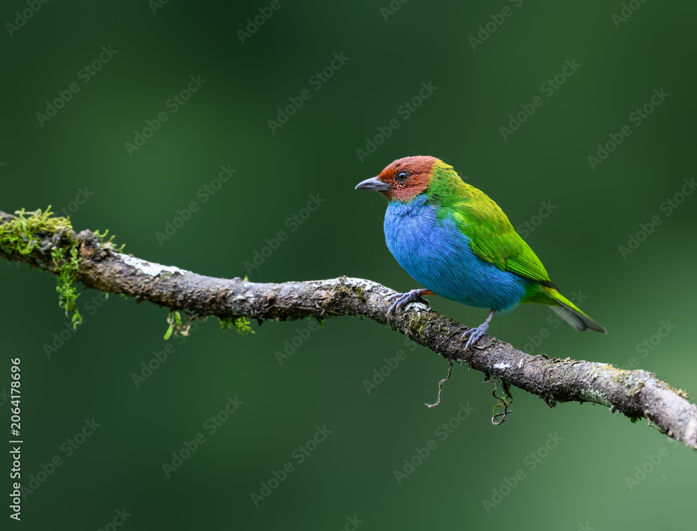 Fototapeta premium Bay-headed Tanager Perched on a Mossy Branch in Forest