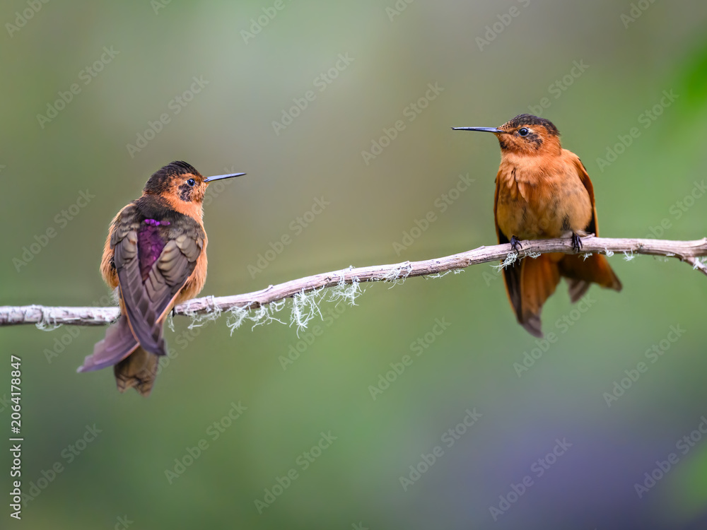 Obraz premium Two Shining Sunbeam Hummingbirds Perched on a Mossy Branch