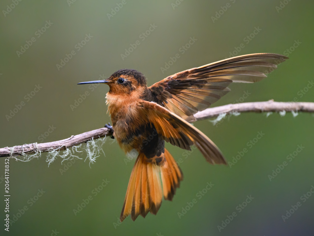 Obraz premium Shining Sunbeam Hummingbird Perched with Wings Spread on Branch