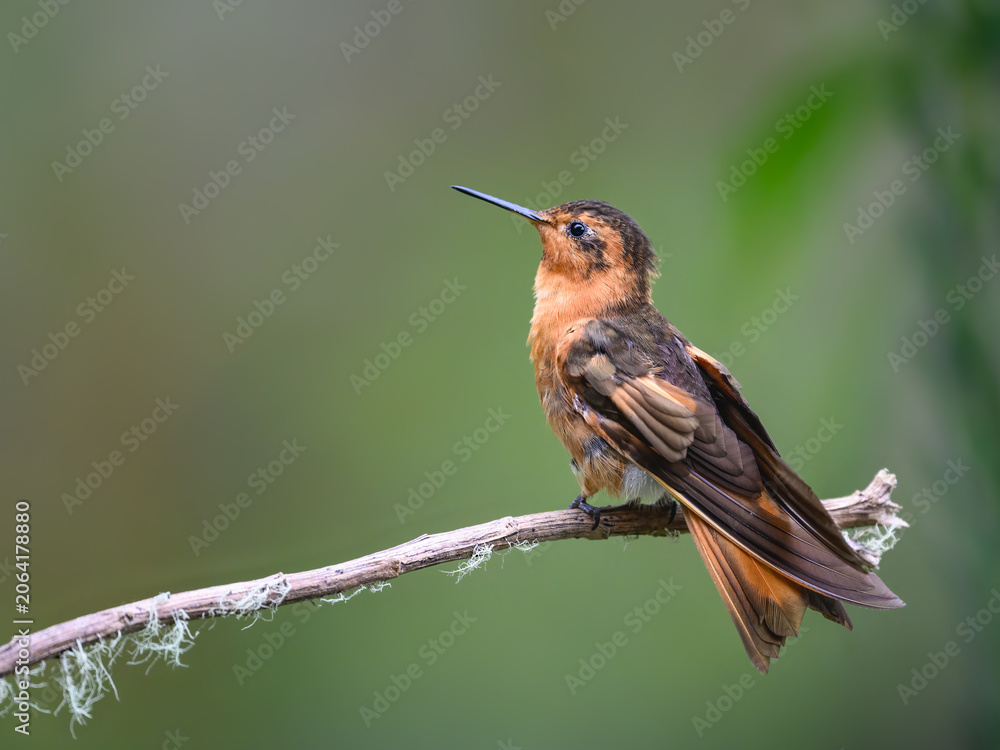 Obraz premium Shining Sunbeam Hummingbird Perched On Lichen Covered Branch
