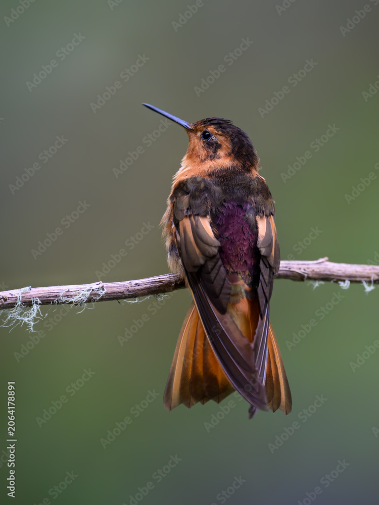 Obraz premium Shining Sunbeam Hummingbird Perched On Lichen Covered Branch
