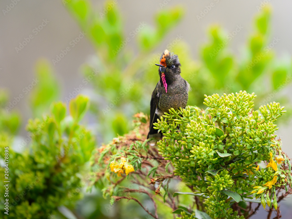 Obraz premium Male Rainbow-bearded Thornbill Hummingbird Perched on Green Flowering Shrub