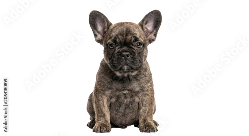 Tableau sur toile Adorable brindle French Bulldog puppy sitting and looking directly at the camera
