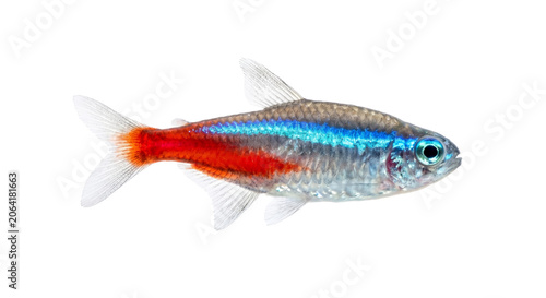 Konstfotografi Vibrant neon tetra swimming gracefully in aquatic environment