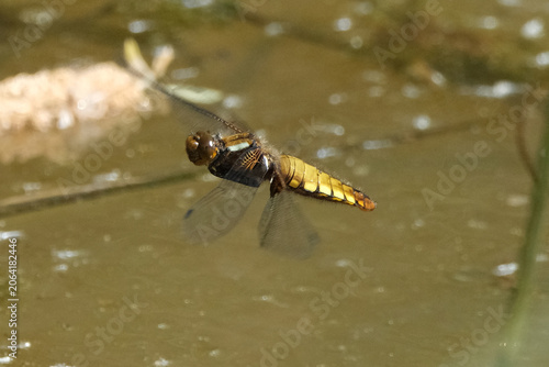 Canvas Print Female broad-bodied chaser dragonfly (Libellula depressa) flying over a pond