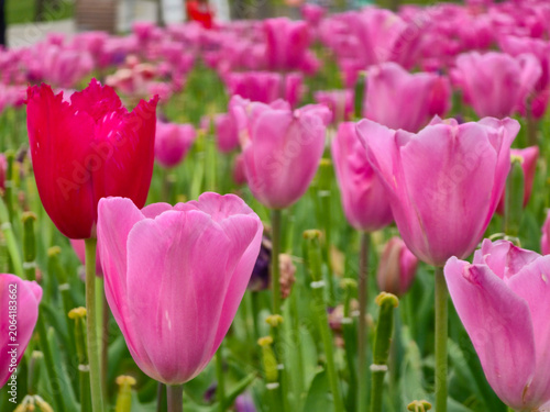 Red tulip among pink tulips standing out in field