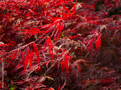 Close up view of bright red, lacy leaves on a Japanese maple tree in autumn