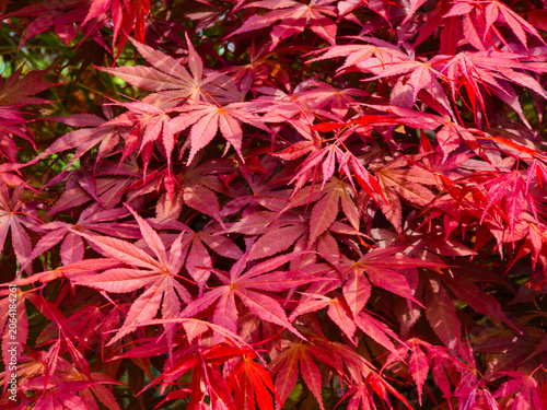 Close up of vibrant red Japanese maple leaves creating a natural autumn foliage background texture