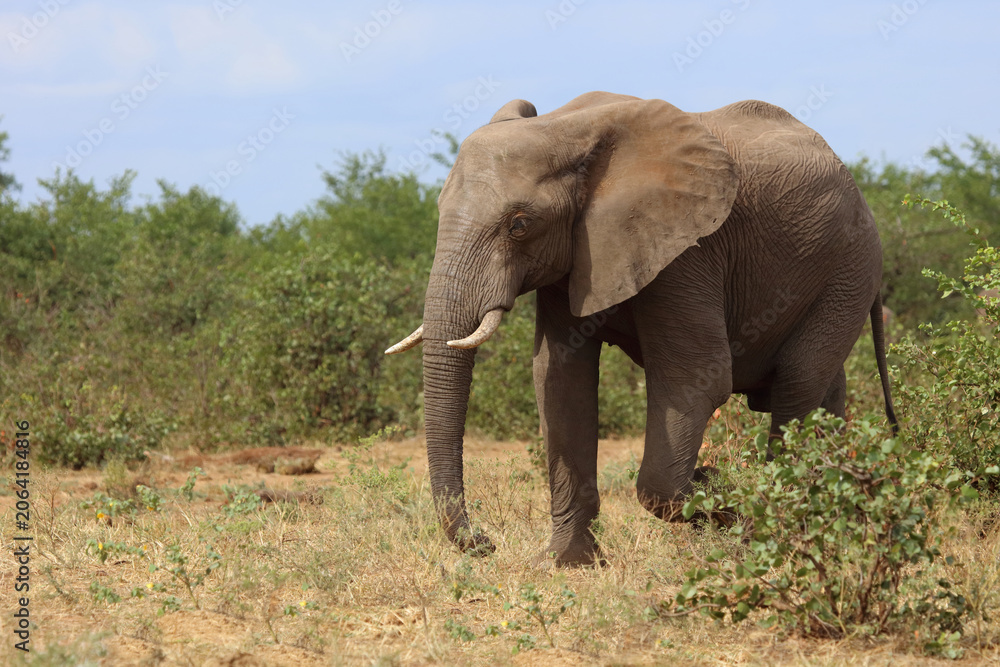 Fototapeta premium Afrikanischer Elefant / African elephant / Loxodonta africana