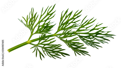 Fotografie Fresh green dill herb sprig with feathery leaves
