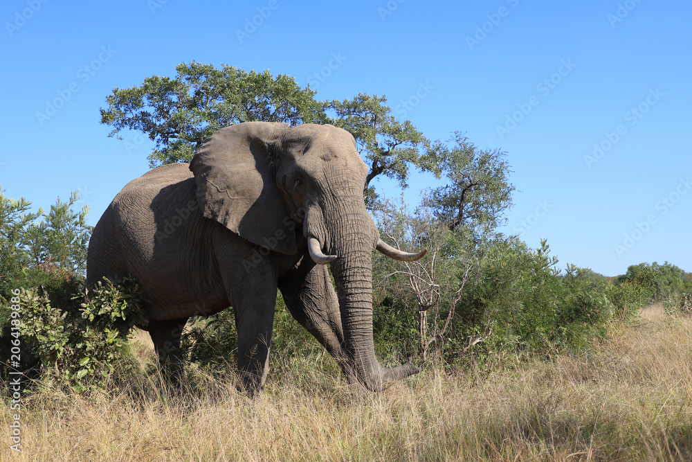 Obraz premium Afrikanischer Elefant / African elephant / Loxodonta africana