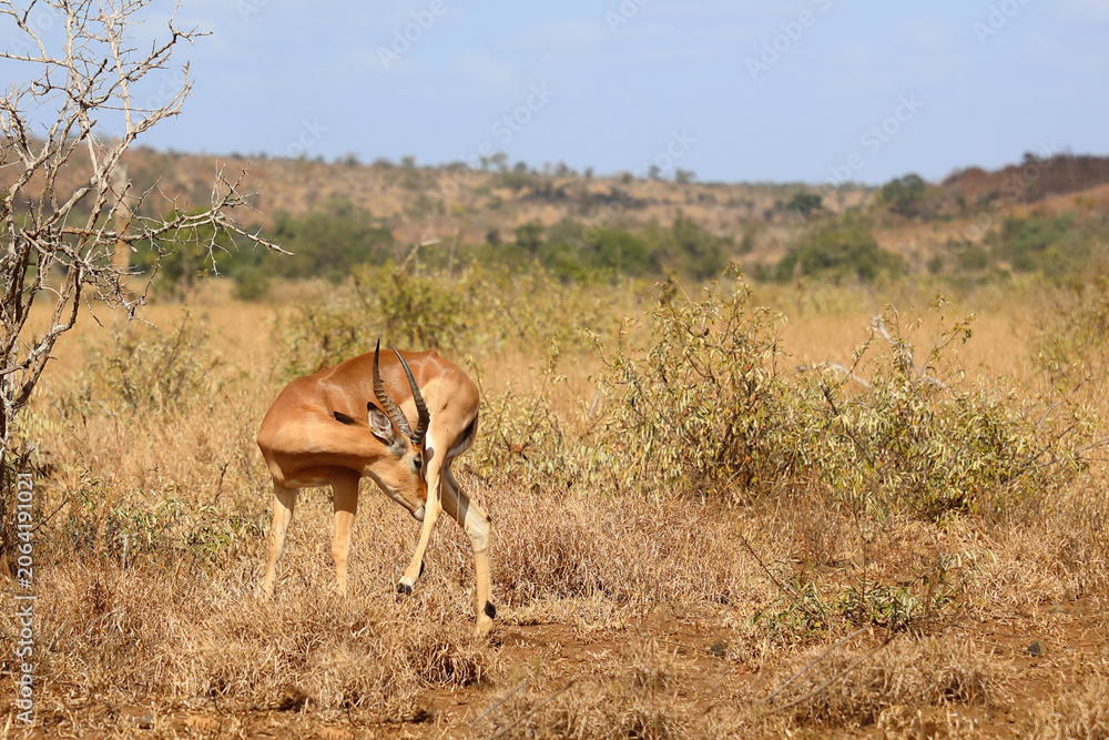 Naklejka premium Schwarzfersenantilope / Impala / Aepyceros melampus