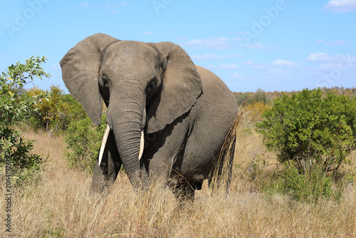Photography Afrikanischer Elefant / African elephant / Loxodonta africana