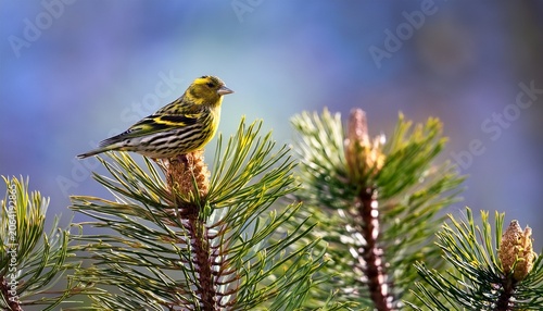 pine siskin spinus pinus in spring