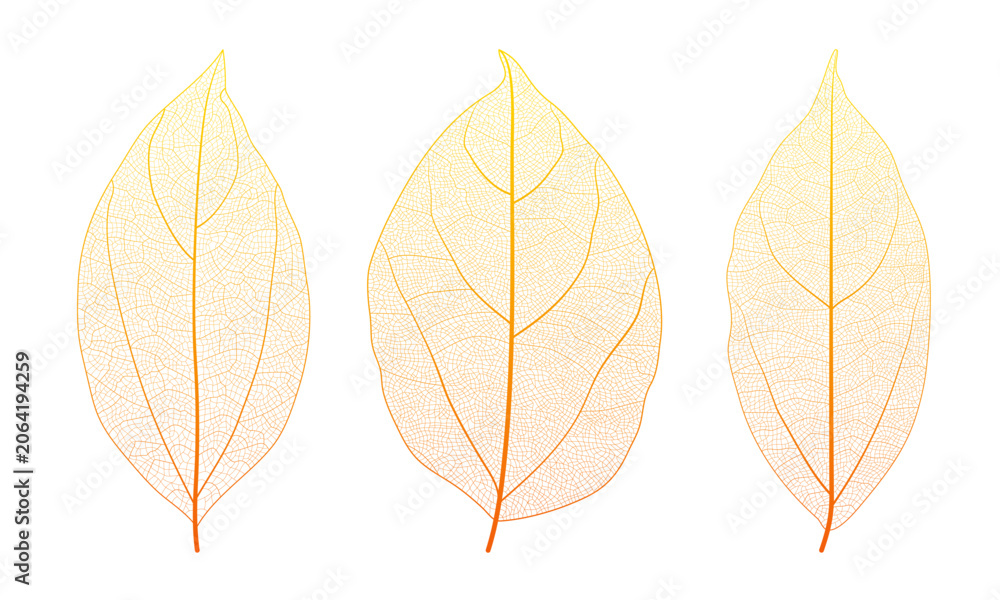 Obraz premium Plant leaf vein anatomy reveals intricate networks and cellular texture vector illustration set. Macro closeup of organic botanical pattern with geometric skeleton structure and natural design element