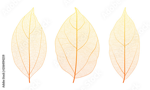 Plant leaf vein anatomy reveals intricate networks and cellular texture vector illustration set. Macro closeup of organic botanical pattern with geometric skeleton structure and natural design element