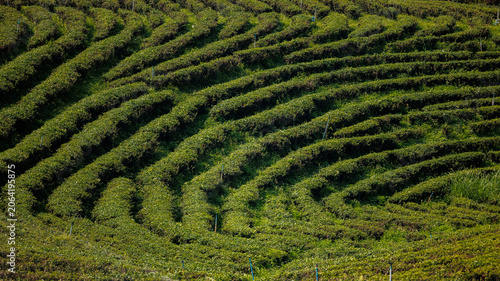 Canvas Print Green terraced tea plantation landscape with curved rows and lush foliage for ag