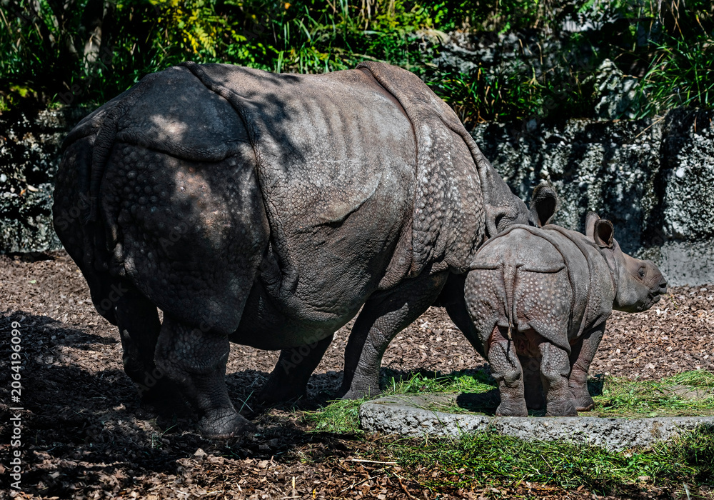 Fototapeta premium Great indian rhinoceros female and her kid. Latin name - Rhinoceros unicornis