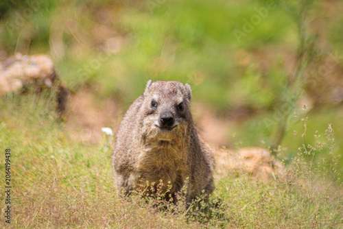 Rock hyrax (Procavia capensis) AKA Awawa, dassie, Rickaz, Cape hyrax, rock rabbit, or coney