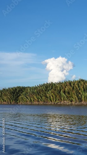 green natural scenery of trees and leaves in Indonesia