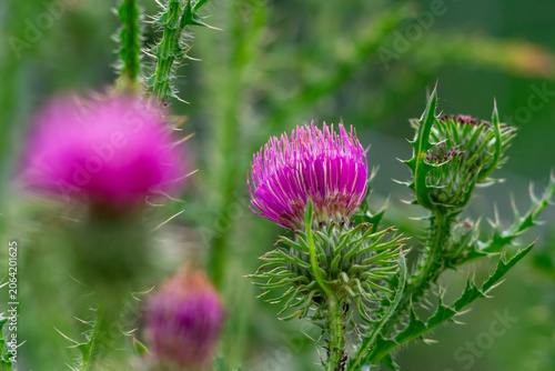 Milk thistle flower on a green background