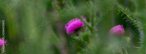 A photo of a vibrant purple thistle, a powerful medicinal herb. Its prickly w...