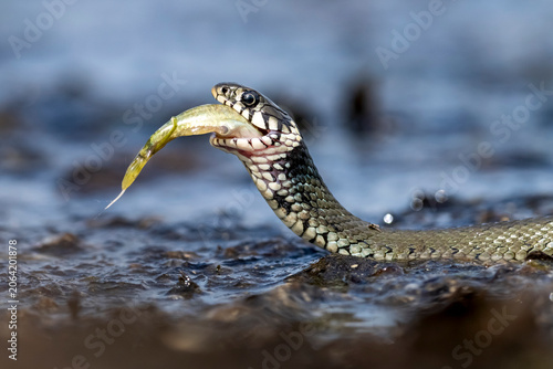 Valokuva The grass snake.