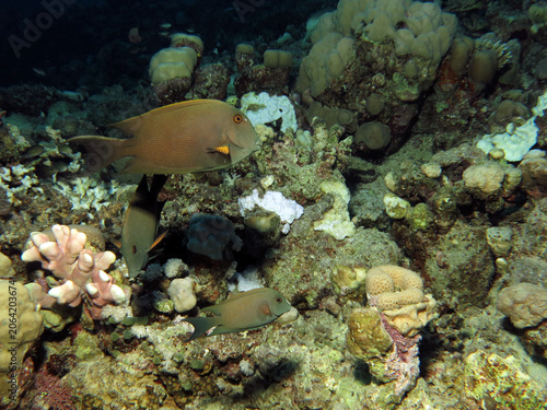 Lined bristletooth Ctenochaetus striatus swimming over a partially bleached coral reef       