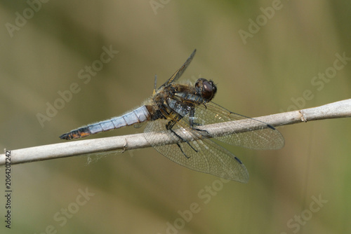 Konstfotografi Male Scarce Chaser Dragonfly (Libellula fulva) Perched on a Dry Reed
