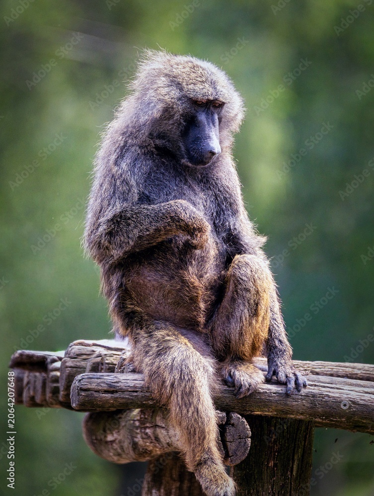 Fototapeta Close-up photo of a  baboon dozing peacefully.
