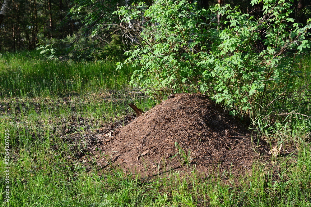 Fototapeta premium Ant hill in a forest clearing in sunset front view