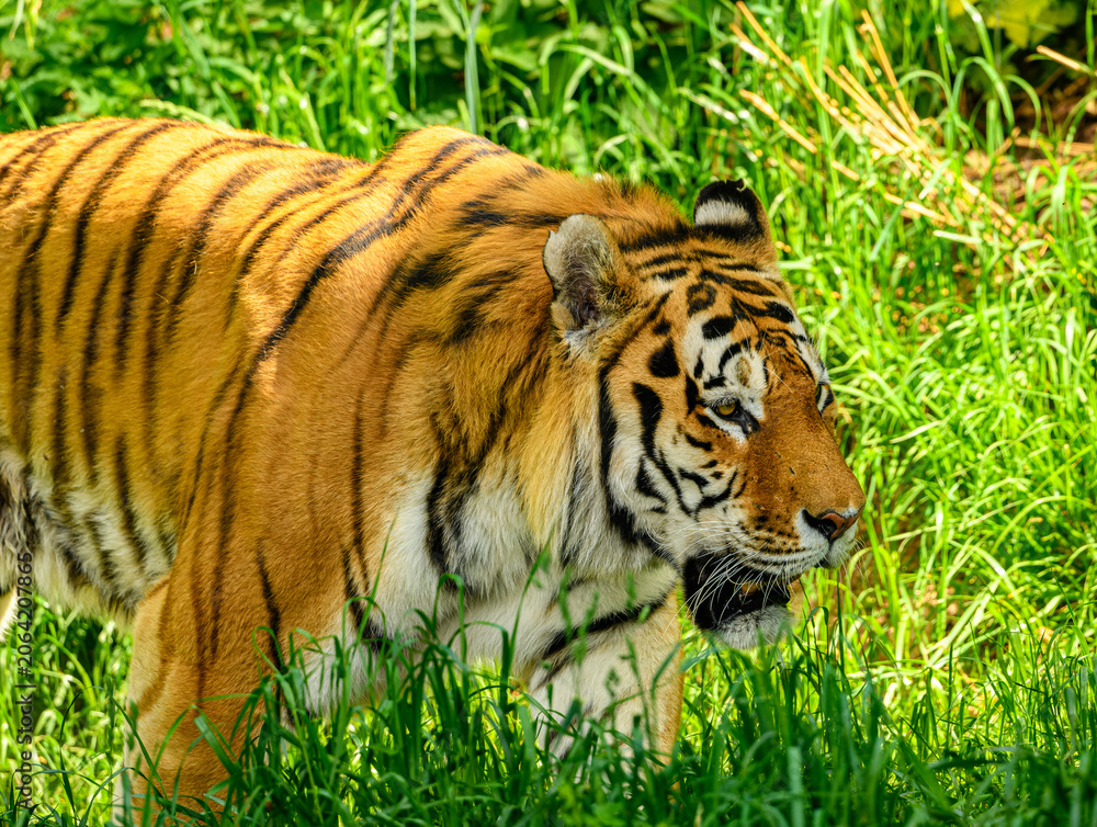 Fototapeta premium Amur or Siberian tiger (Panthera tigris altaica)