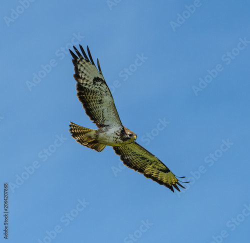 common buzzard (Buteo buteo) in flight