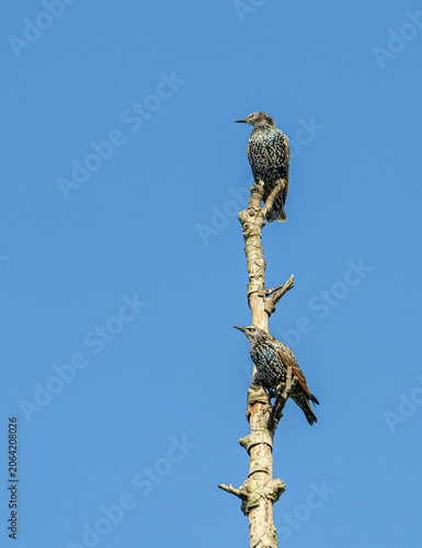 european or common starling (Sturnus vulgaris) on a branch
