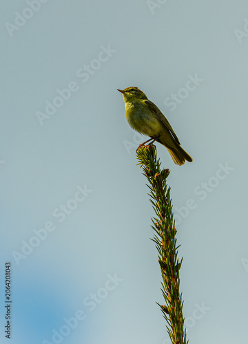 yellowhammer (Emberiza citrinella) bunting on tree