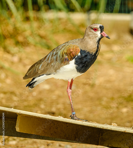 southern lapwing (Vanellus chilensis) or quero-quero or tero