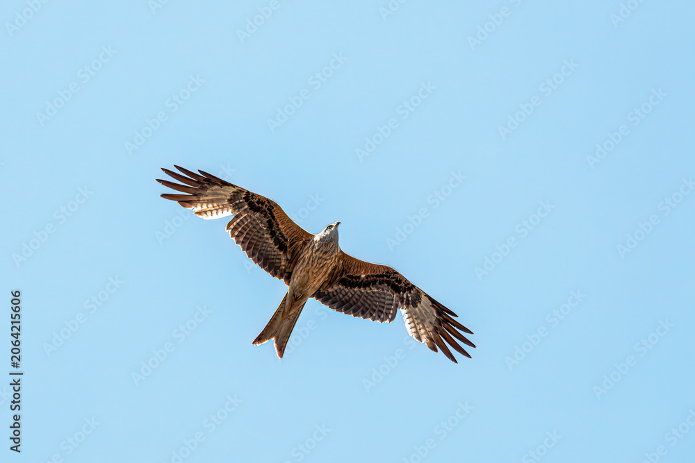 Obraz premium flying red kite