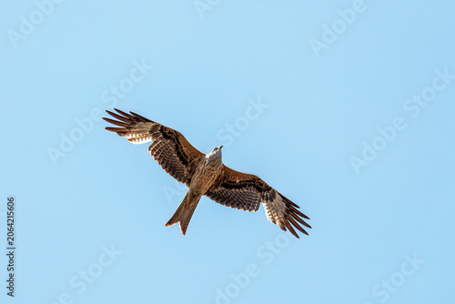 flying red kite