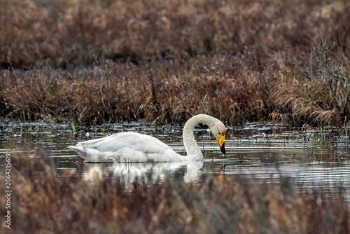 swan in a lake