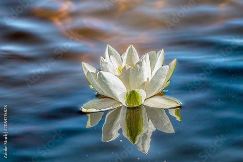 white water lily