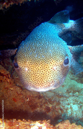 Pufferfish Swimming Above a Caribbean Coral Reef