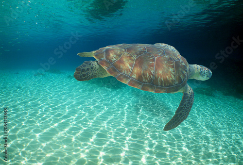 a sea turtle swimming on a reef on an island in venezuela