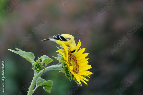 Foto Gold finch perched on blooming sunflower blossom eating seeds.