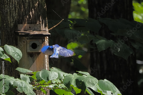 Bluebird inflight nesting at birdbox in wooded area. 