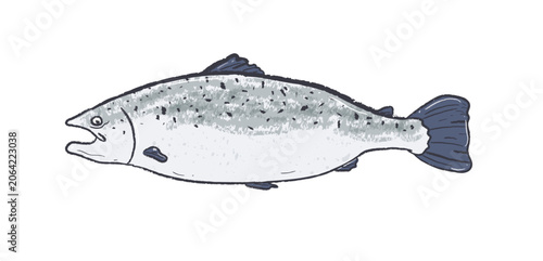 Side view of whole salmon fish