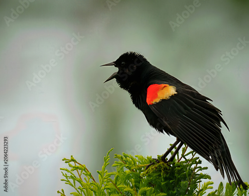 Foto Male red winged blackbird songbird calling with open beak while perched on a gre
