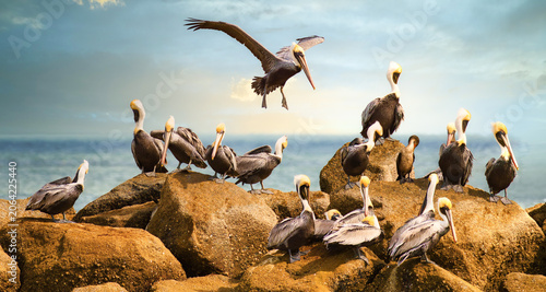 Fotografija Brown pelican with wings spread wide descending onto a rocky jetty flock of peli